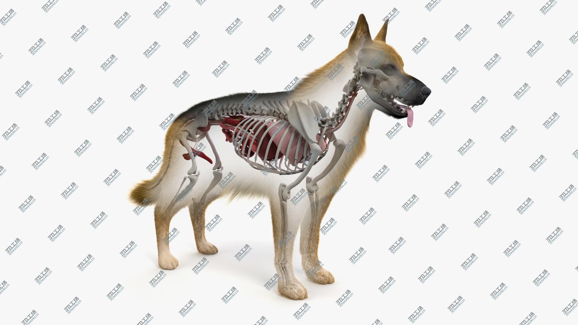 images/goods_img/202105071/Dog Skin, Skeleton And Organs 3D/1.jpg